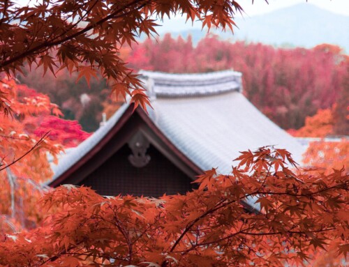 Blazing Red Foliage in Kyoto